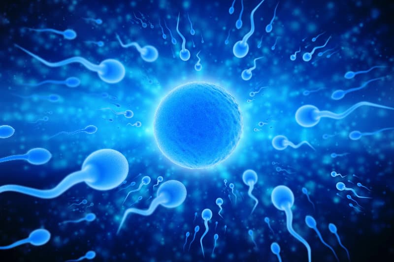 如果睾丸內負責製造精子的細胞長期受損即代表將來的生育能力會受到影響 